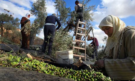 The olive harvest: pressure from big oil producers can make life hard for farmers. Photograph: David Silverman/Getty Images